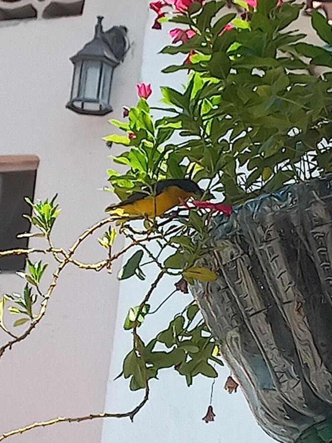 Hotel Villa Maritza Melgar Bagian luar foto